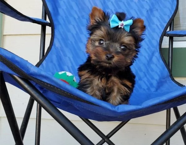 cuccioli yorkie per buone case | Foto 0