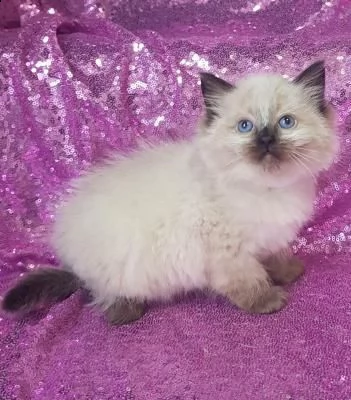 cuccioli di ragdoll maschio e femmina