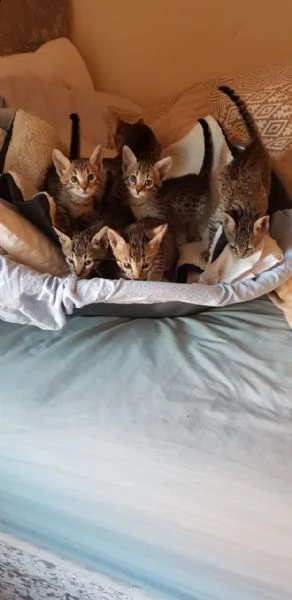 dolce gattini di serval e savannah anfi