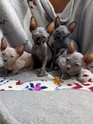 due canadian sphynx con pedigree anfi