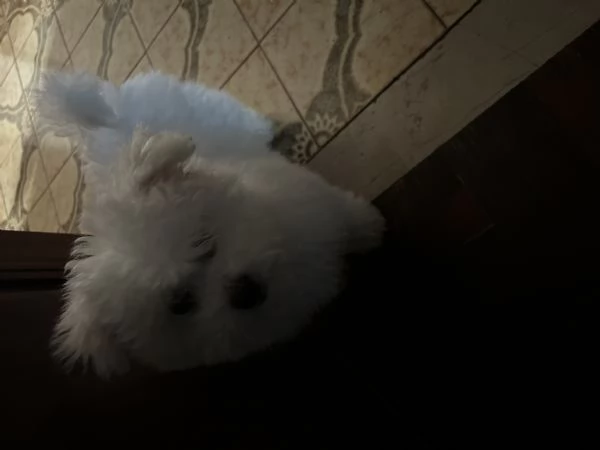 Vendita bellissimo cucciolo di Bichon Frisè | Foto 4