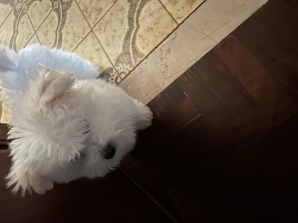 Vendita bellissimo cucciolo di Bichon Frisè | Foto 2