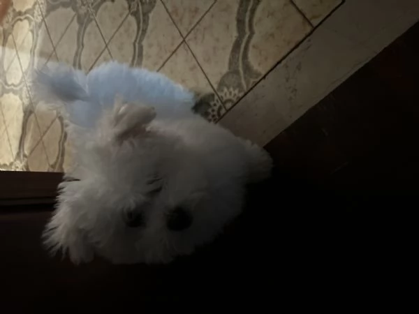 Vendita bellissimo cucciolo di Bichon Frisè | Foto 1