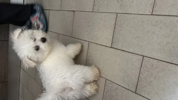 Vendita bellissimo cucciolo di Bichon Frisè | Foto 0