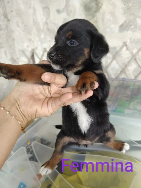 Cuccioli taglia media femmine e maschio | Foto 3