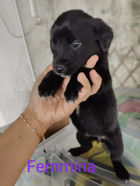 Cuccioli taglia media femmine e maschio | Foto 2