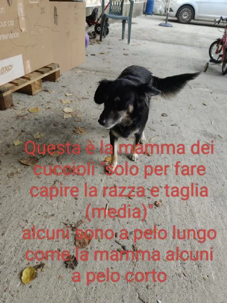 Cuccioli taglia media femmine e maschio