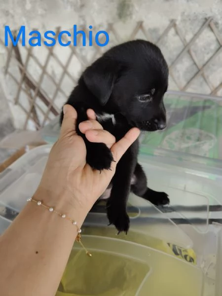 Cuccioli taglia media femmine e maschio | Foto 0