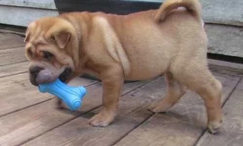 cuccioli di razza shar pei disponibili