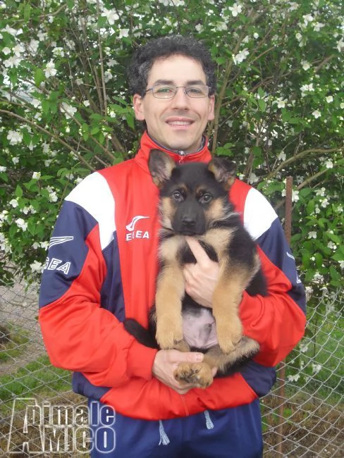 cuccioli pastore tedesco dei colli montefalchesi