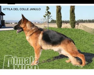 cuccioli pastore tedesco dei colli montefalchesi | Foto 2