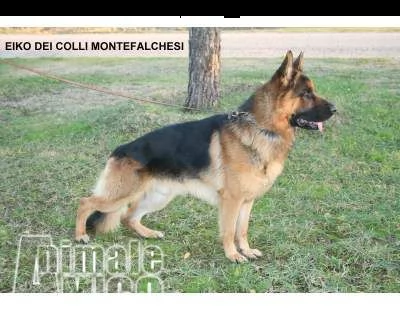 cuccioli pastore tedesco dei colli montefalchesi | Foto 1