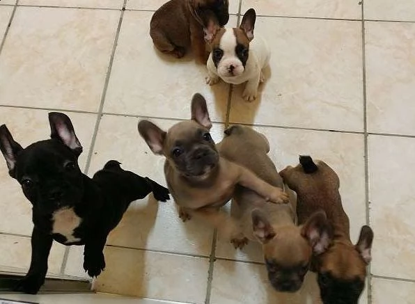 cuccioli adorabili del bulldog francese per adozione