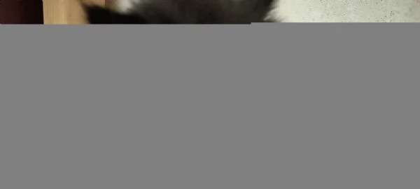cucciola persiana  | Foto 5