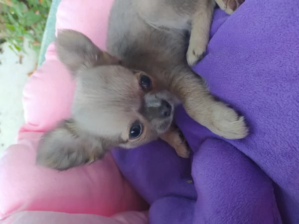 Chihuahua cucciolo maschietto pelo lungo  | Foto 1
