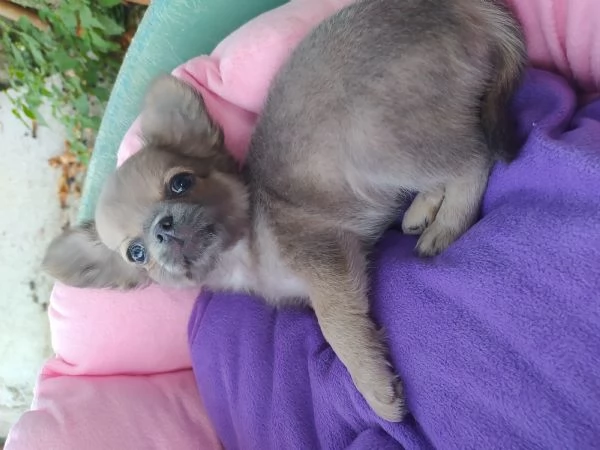 Chihuahua cucciolo maschietto pelo lungo  | Foto 0