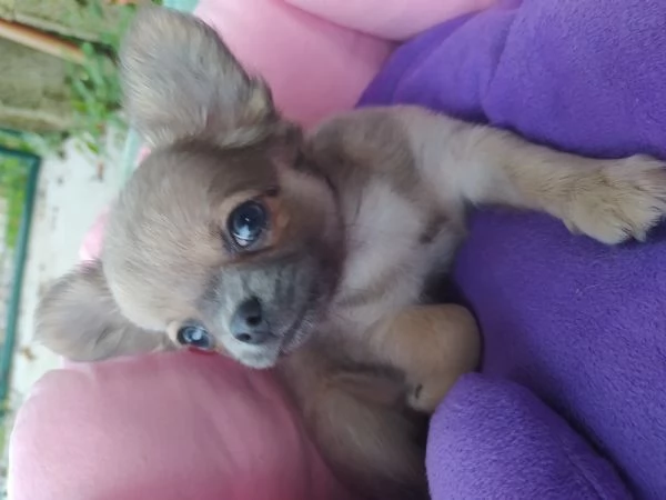 Chihuahua cucciolo maschietto pelo lungo 