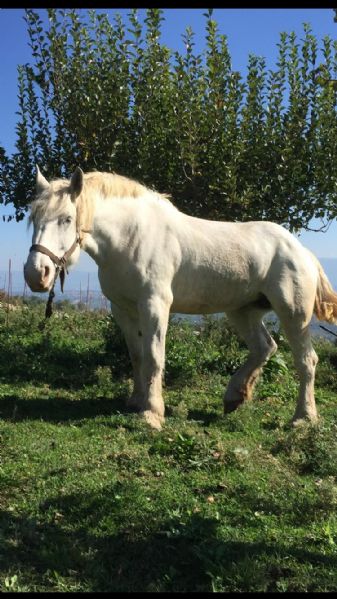 Cavalla Percheron