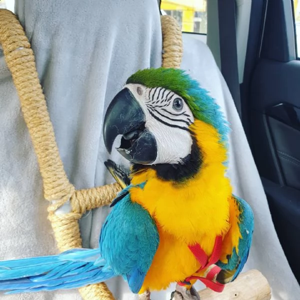 pappagalli ara blu e giallo per adozione che viene fornito con una gabbia di volo enorme 50 di alte