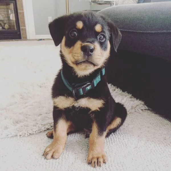 abbiamo nuove cucciolate di cuccioli rottweiler, che sono pronte per le loro nuove case in qualsiasi