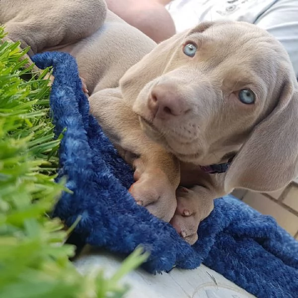 abbiamo adorabili cuccioli di weimaraner sia maschi che femmine che sono alla ricerca di una casa et
