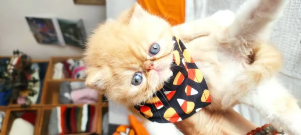 Cuccioli gattini Exotic short hair  | Foto 7