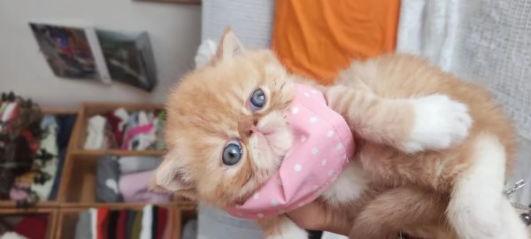 Cuccioli gattini Exotic short hair  | Foto 6