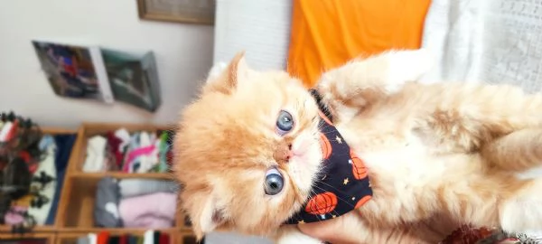 Cuccioli gattini Exotic short hair  | Foto 5