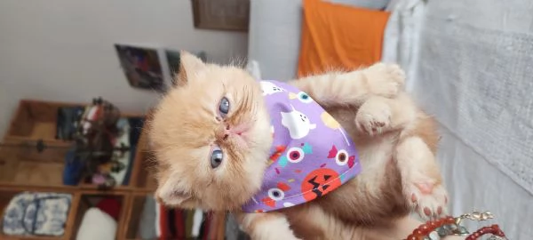 Cuccioli gattini Exotic short hair  | Foto 4