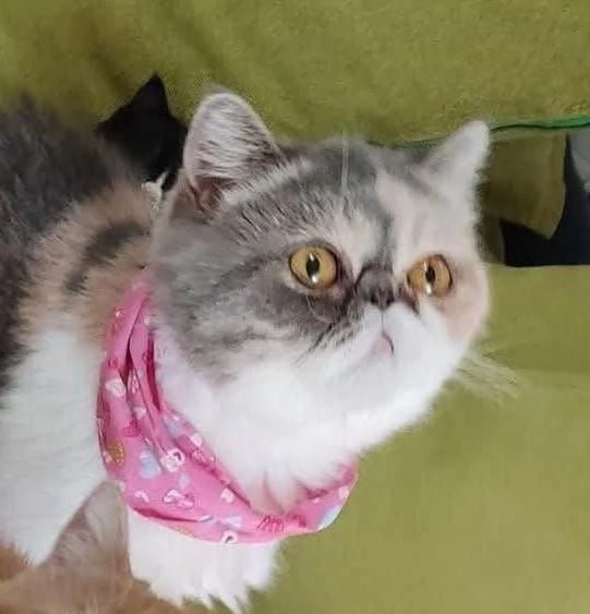 Cuccioli gattini Exotic short hair  | Foto 3