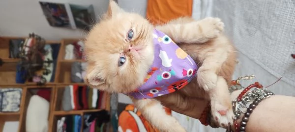 Cuccioli gattini Exotic short hair  | Foto 2