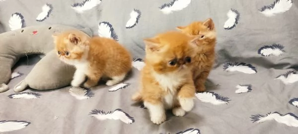 Cuccioli gattini Exotic short hair  | Foto 1