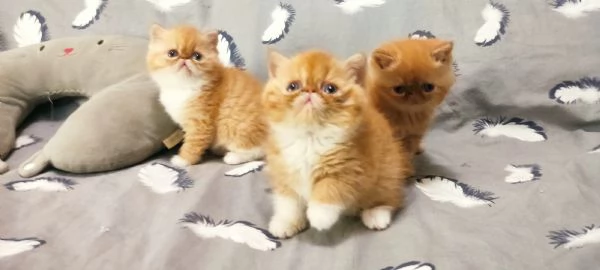 Cuccioli gattini Exotic short hair  | Foto 0