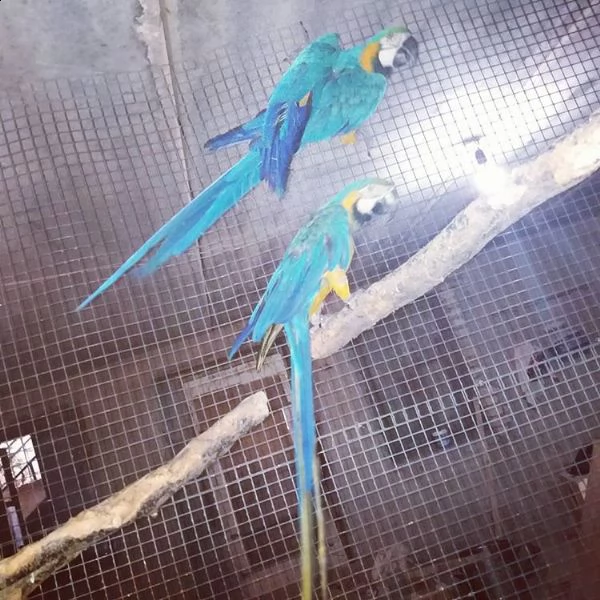 blue and golden macaws birds 
