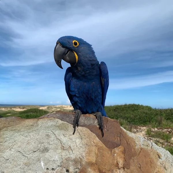 sono disponibili due pappagalli. ara hyacinth o giacinto maschi e 2 femmine. per favore , inviaci g