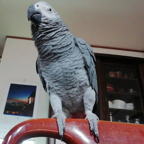 pappagalli cenerino grigio africano per adozione che viene fornito con una gabbia di volo enorme 50 