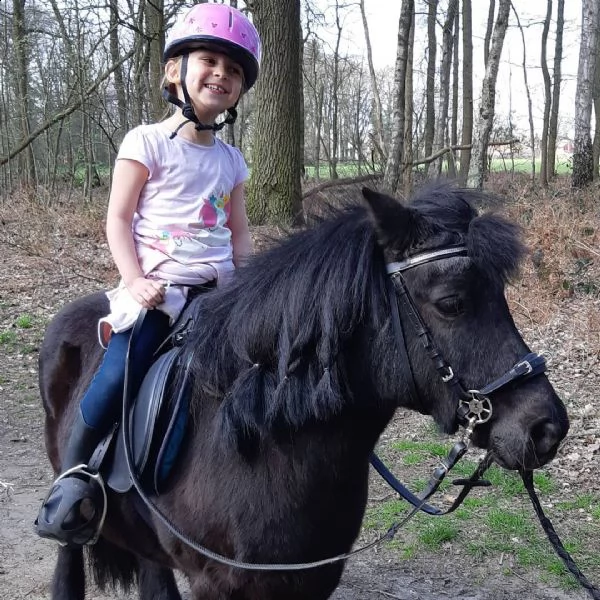 abbiamo questi pony shetland maschi e femmine a prezzi molto convenienti.  i nostri cavalli sono in 