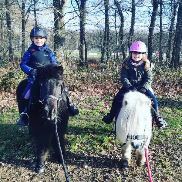   i nostri cavalli sono in buone condizioni di salute, ben addestrati, il cavallo maschio è il caval