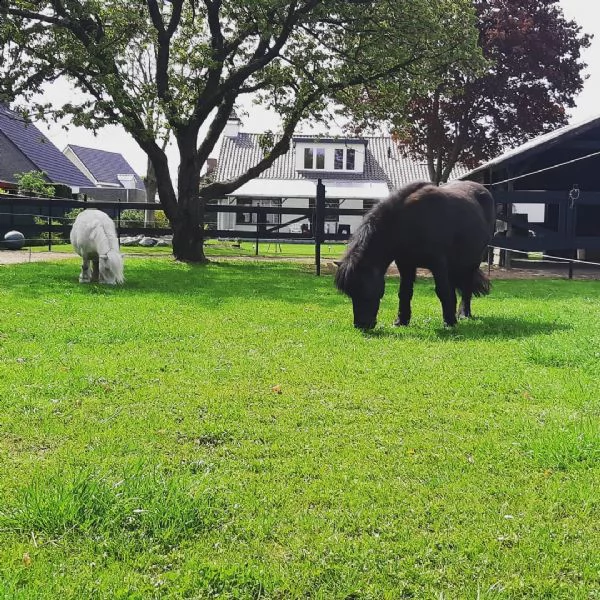 il cavallo maschio è il cavallo nero ed è già castrato. abbiamo questi pony shetland maschi e femmin | Foto 0