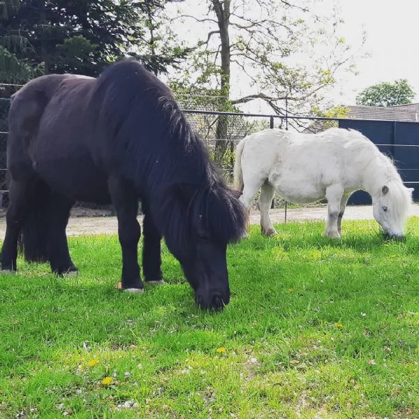 il cavallo maschio è il cavallo nero ed è già castrato. abbiamo questi pony shetland maschi e femmin