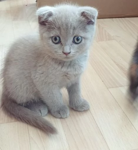 i seguenti sono i dettagli dei nostri cuccioli per adozione    razza: british shorthair  sesso: masc