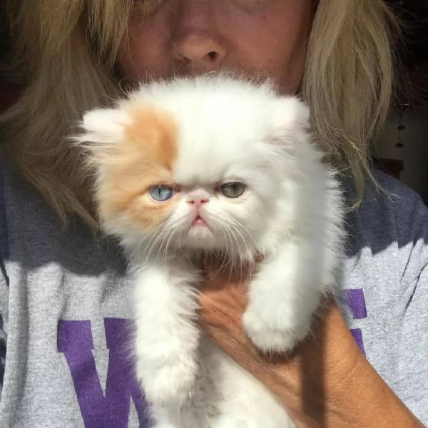 i seguenti sono i dettagli dei nostri cuccioli per adozione    razza: persiano  sesso: masc