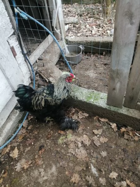 Uova feconde di brahma argento  | Foto 2