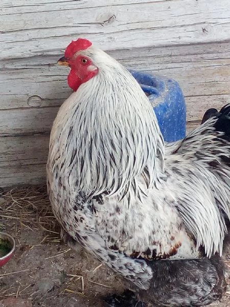 Uova feconde di brahma argento  | Foto 1