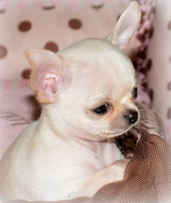 ho cuccioli molto belli di chihuahua | Foto 0