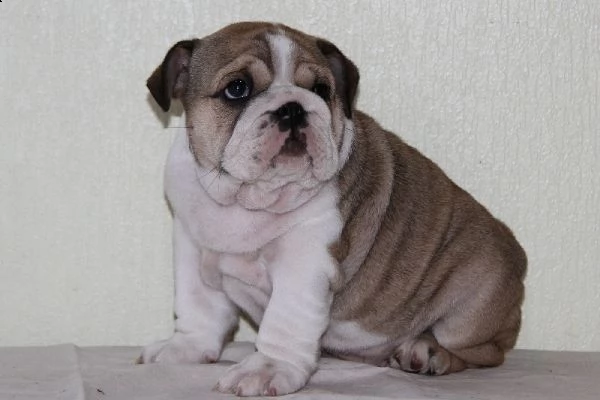 cuccioli di bulldog inglese