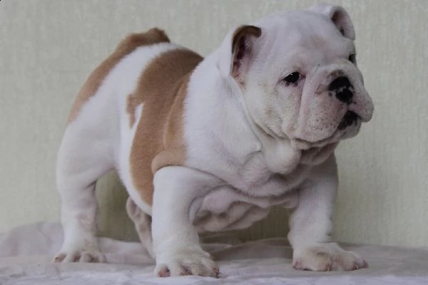 cuccioli di bulldog inglese | Foto 2