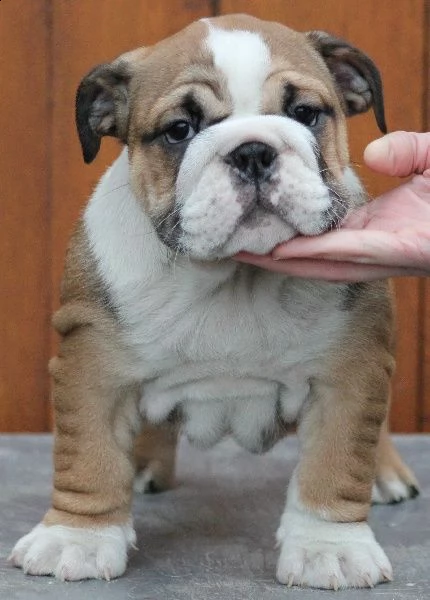 cuccioli di bulldog inglese | Foto 1