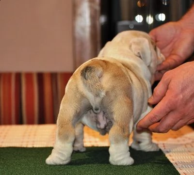 cuccioli di bulldog inglese | Foto 0