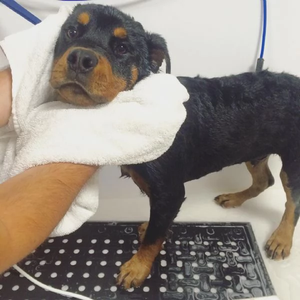 abbiamo nuove cucciolate di cuccioli rottweiler, che sono pronte per le loro nuove case in qualsiasi